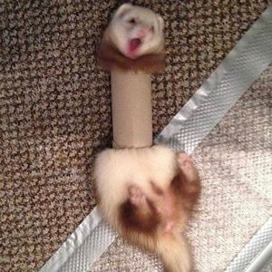 Meet your Posher, Morgan